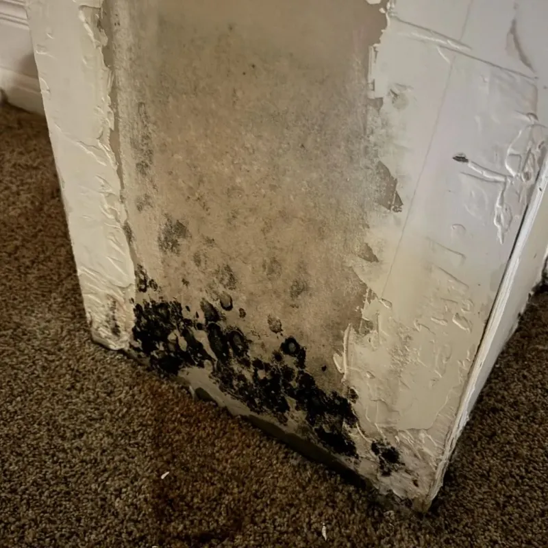 Professional Mold Removal in El Rio, CA